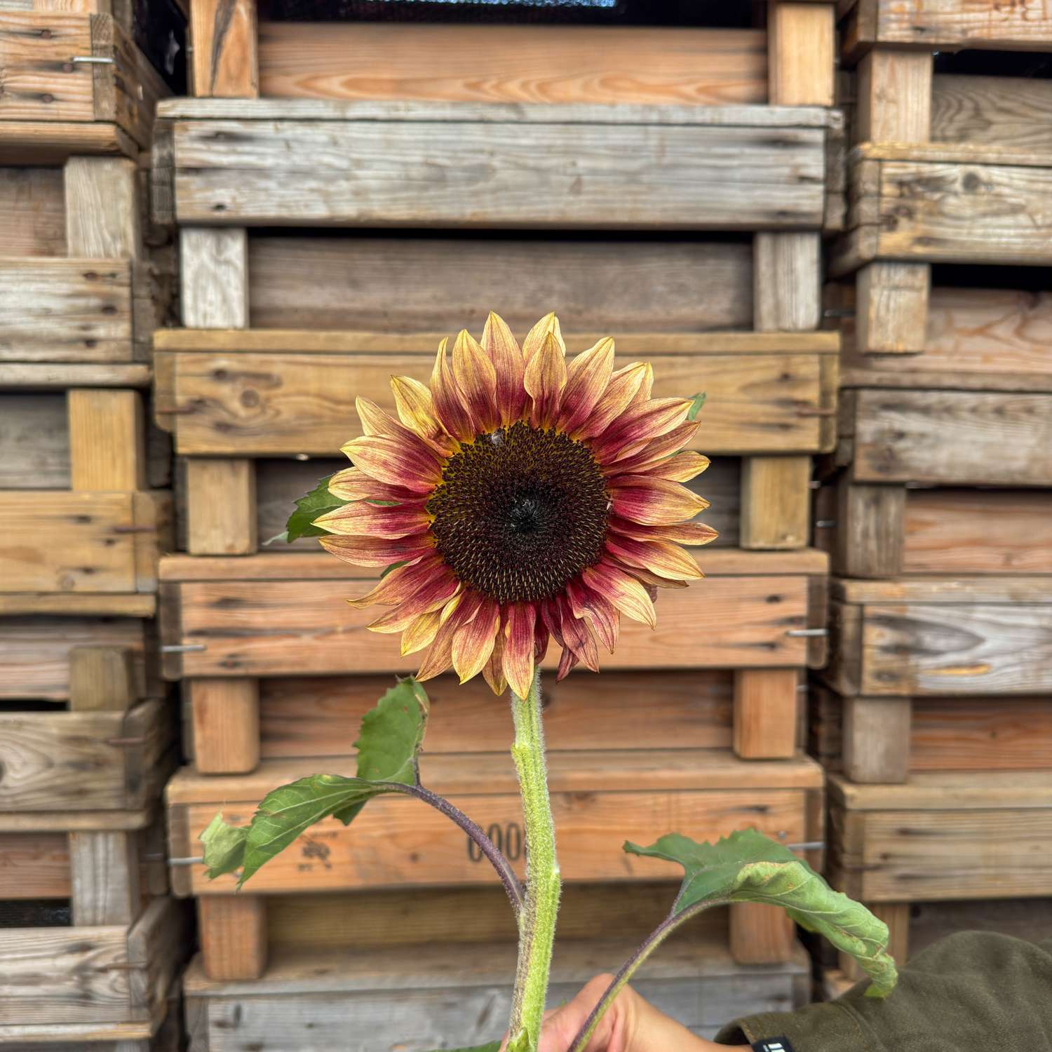 Tournesol 'Pro Cut Plum F1' (graines)